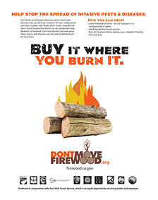 Buy It Where You Burn It Poster: Sudden Oak Death, Goldspotted oak borer, pitch canker, Emerald ash borer, Asian longhorned beetle - Click to download poster with white background.